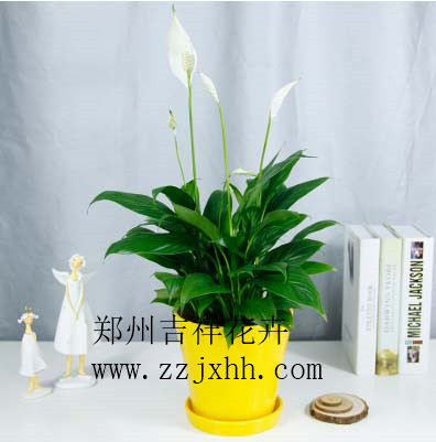 郑州花卉租赁 郑州吉祥花卉销售有限公司